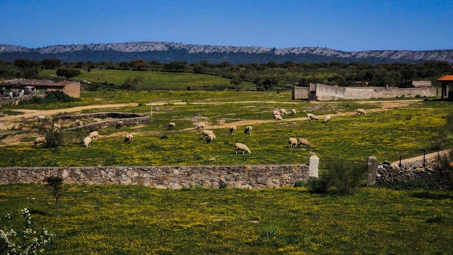 Contando ovejas en el Centro de Visitantes Sur de Monfragüe