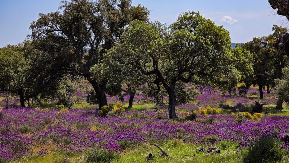 Paisaje de dehesa en la Reserva de la Biosfera de Monfragüe
