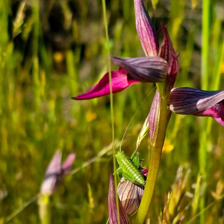 Saltamontes sobre una orquídea silvestre
