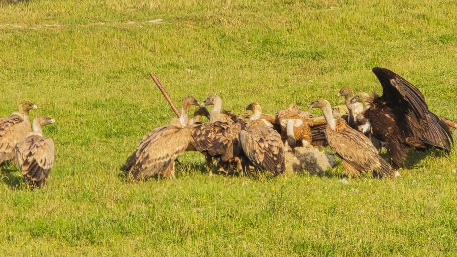 Buitres leonados y negros alimentándose de una oveja muerta cerca del Parque Nacional de Monfragüe