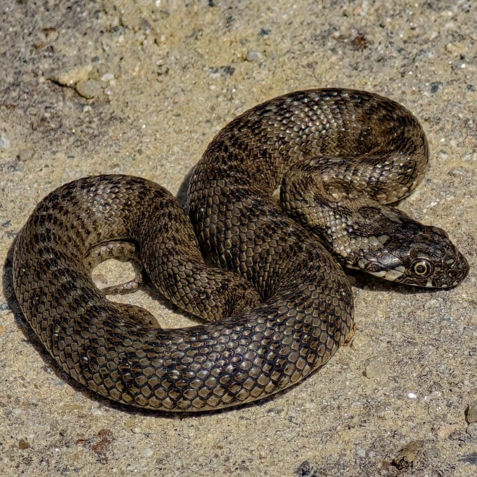 Culebra de escalera avistada cerca del Parque Nacional de Monfragüe