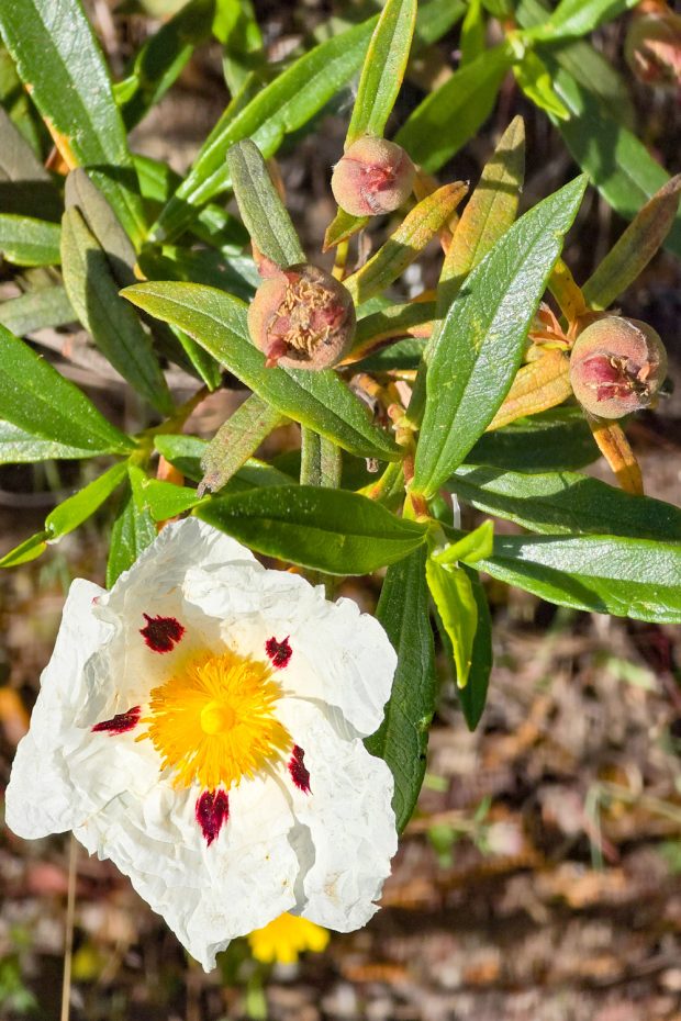 Jara pringosa o estepa mediterránea