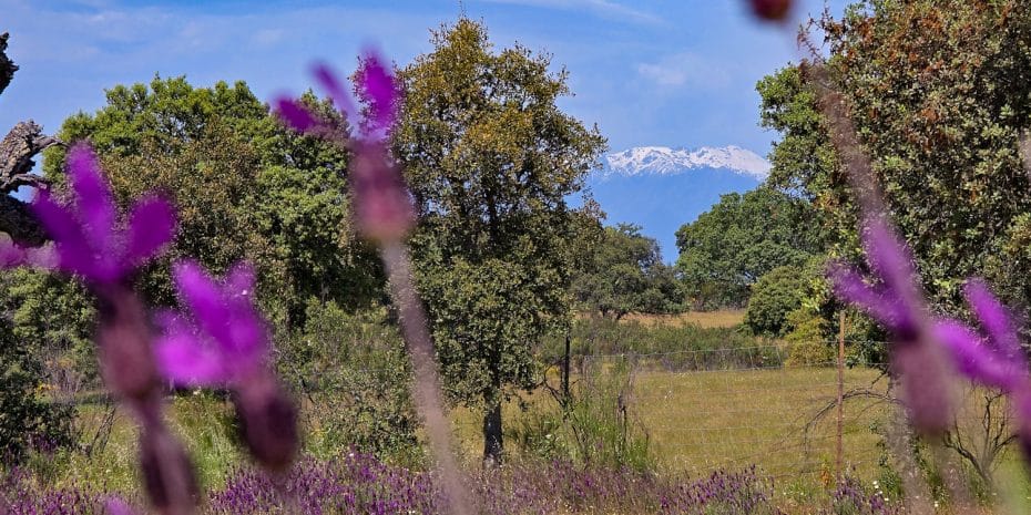 Paisaje de Monfragüe con la Sierra de Gredos al fondo