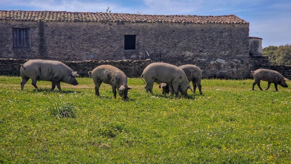 Más cerdos comiendo como, bueno, cerdos