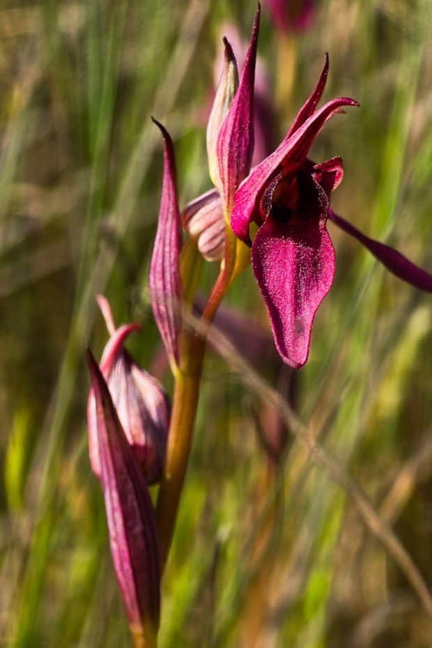 Orquídea silvestre púrpura