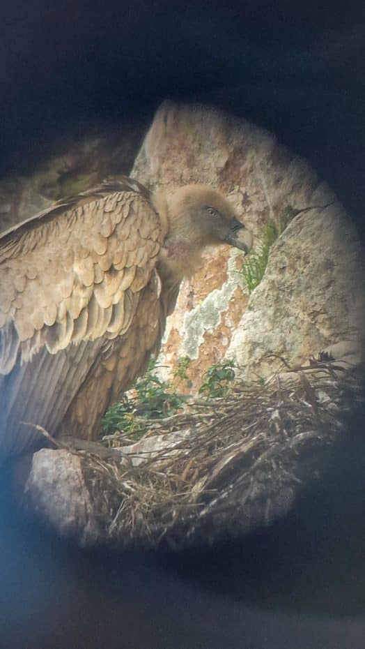 Intento exitoso de fotografiar un buitre leonado a través de un telescopio