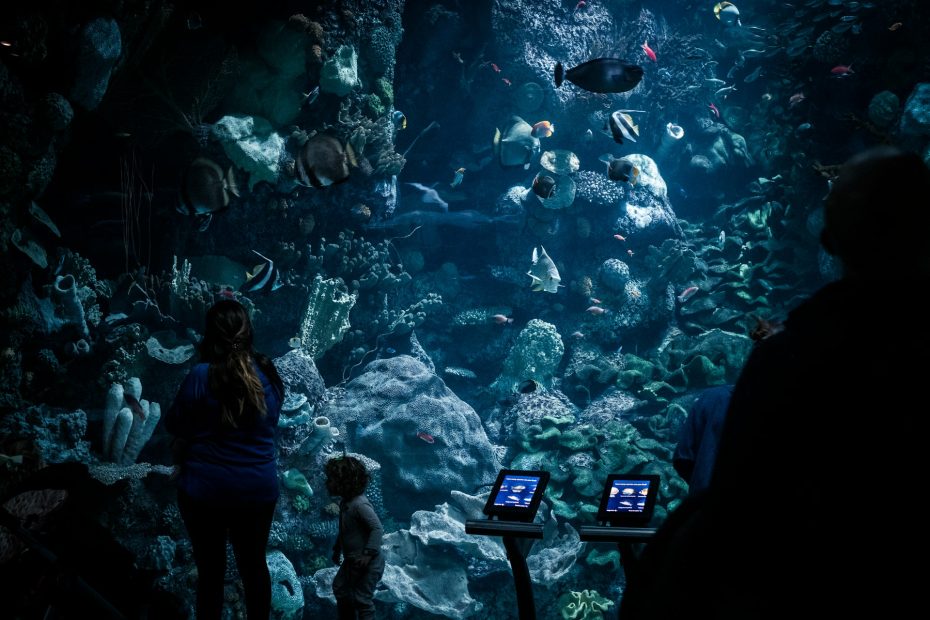 Acuario Shedd - Museos más visitados de Chicago