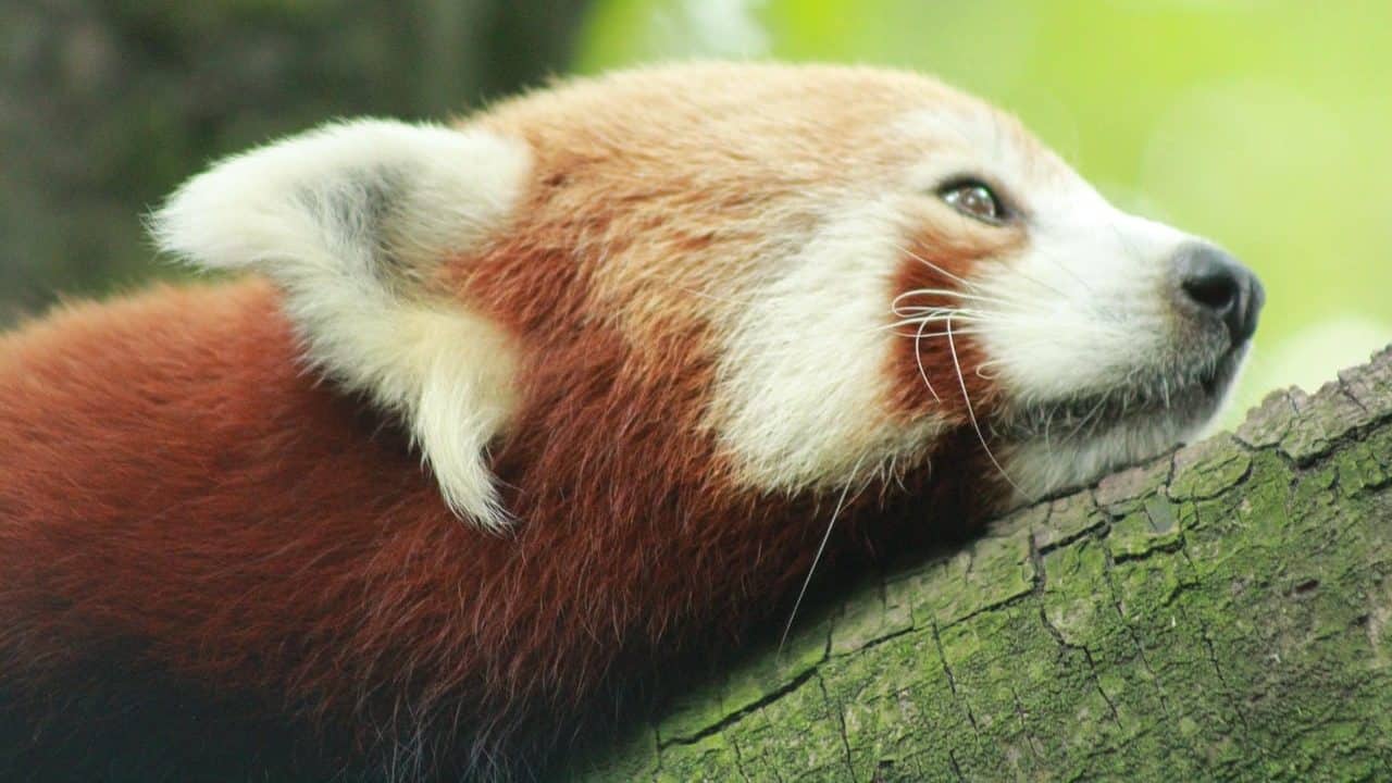En Róterdam, el barrio de Noord es conocido por albergar el zoo, tiendas singulares y un patrimonio ferroviario único