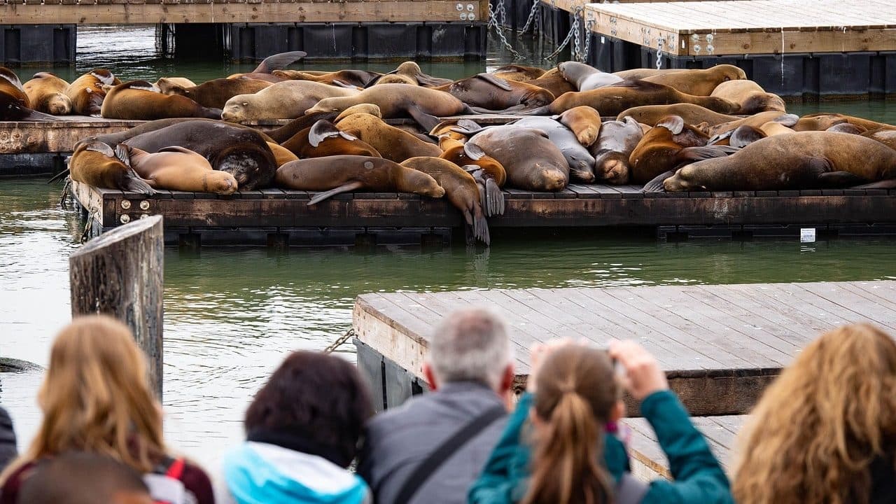 El Pier 39 es famoso por su colonia de leones marinos