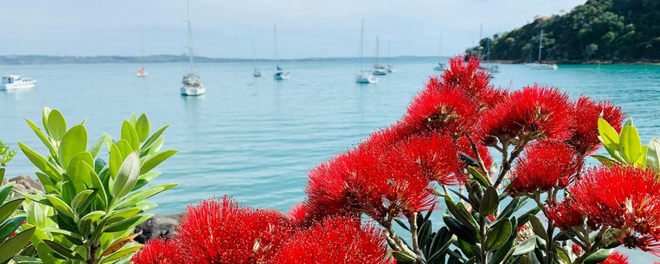 Cómo encontrar el lugar perfecto donde alojarse en Isla Waiheke: consejos e información útil