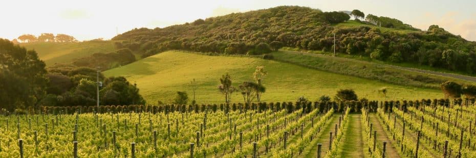 Isla Waiheke como destino vinícola