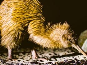 The Best Places to See Kiwis in New Zealand