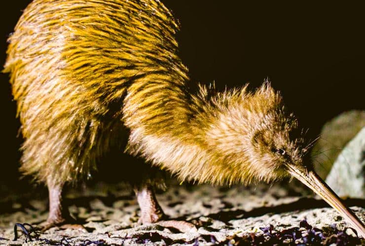 The Best Places to See Kiwis in New Zealand