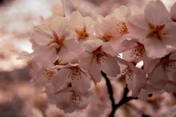 Hanami en Japón - flor del cerezo