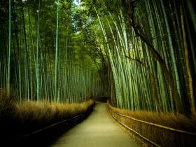 Bosque de bambú de Japón