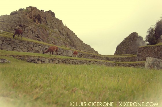 Llamas at Machu Picchu