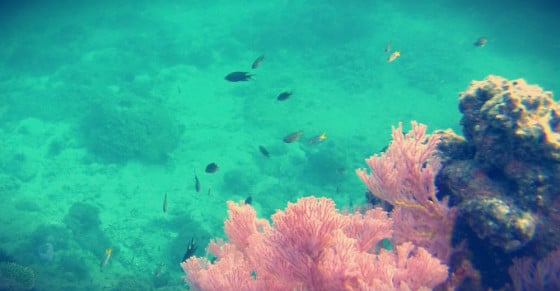 Snorkeling en Krabi
