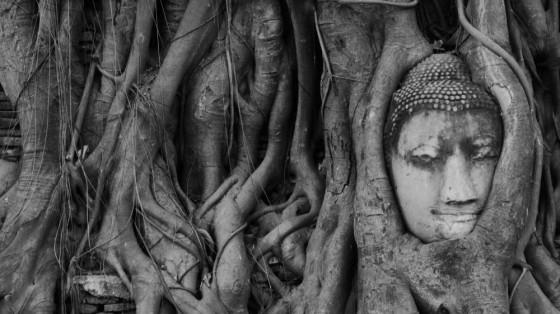 Cabeza de Buda en la raíces del Wat Mahathat, Ayutthaya