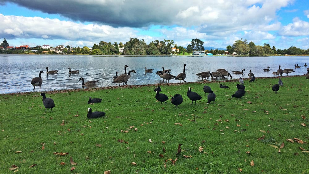 Pukekos y cisnes en el Hamilton Lake