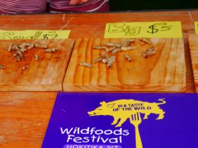 Wildfoods Festival Hokatika