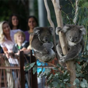 Qué ver en Melbourne - Melbourne Zoo