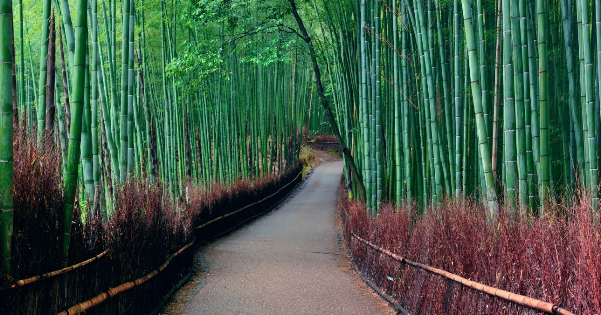 Bosque de bambú de Arashiyama - Kyoto