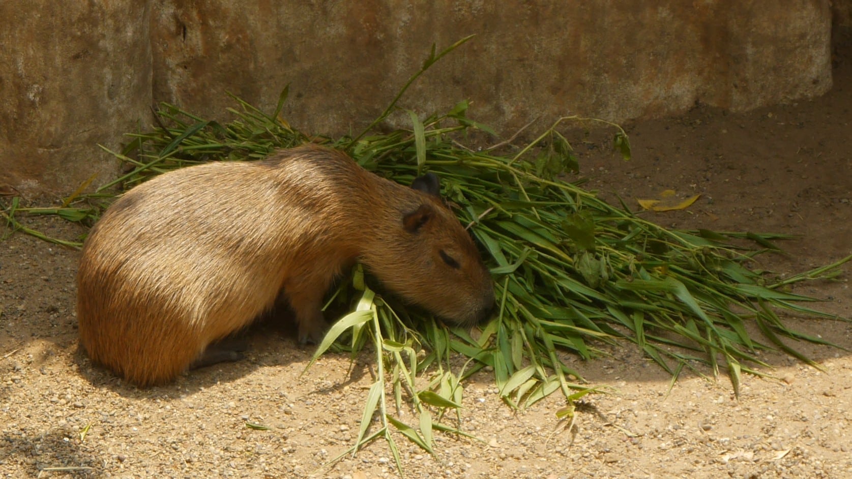 Capibara en el zoo de Barranquilla
