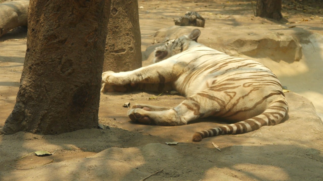 Zoológico de Barranquilla - Tigre siberiano