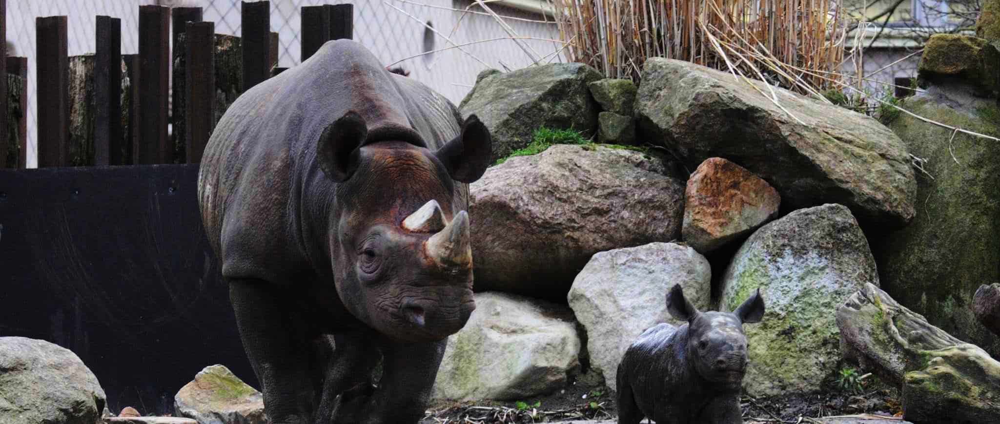 Cosas para ver en Rotterdam - Zoo de Róterdam