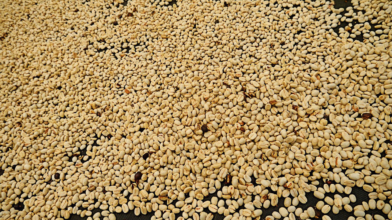 Proceso de selección de granos de café