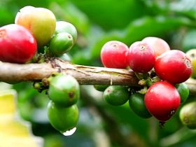 Tour de café en el eje cafetero colombiano