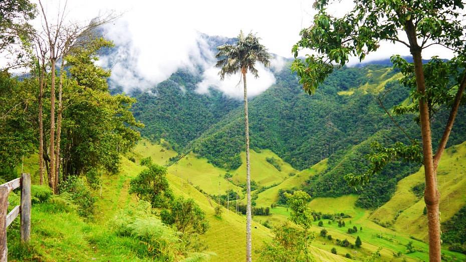 Paisaje del Valle del Cocora - Una de las atracciones imperdibles de Colombia