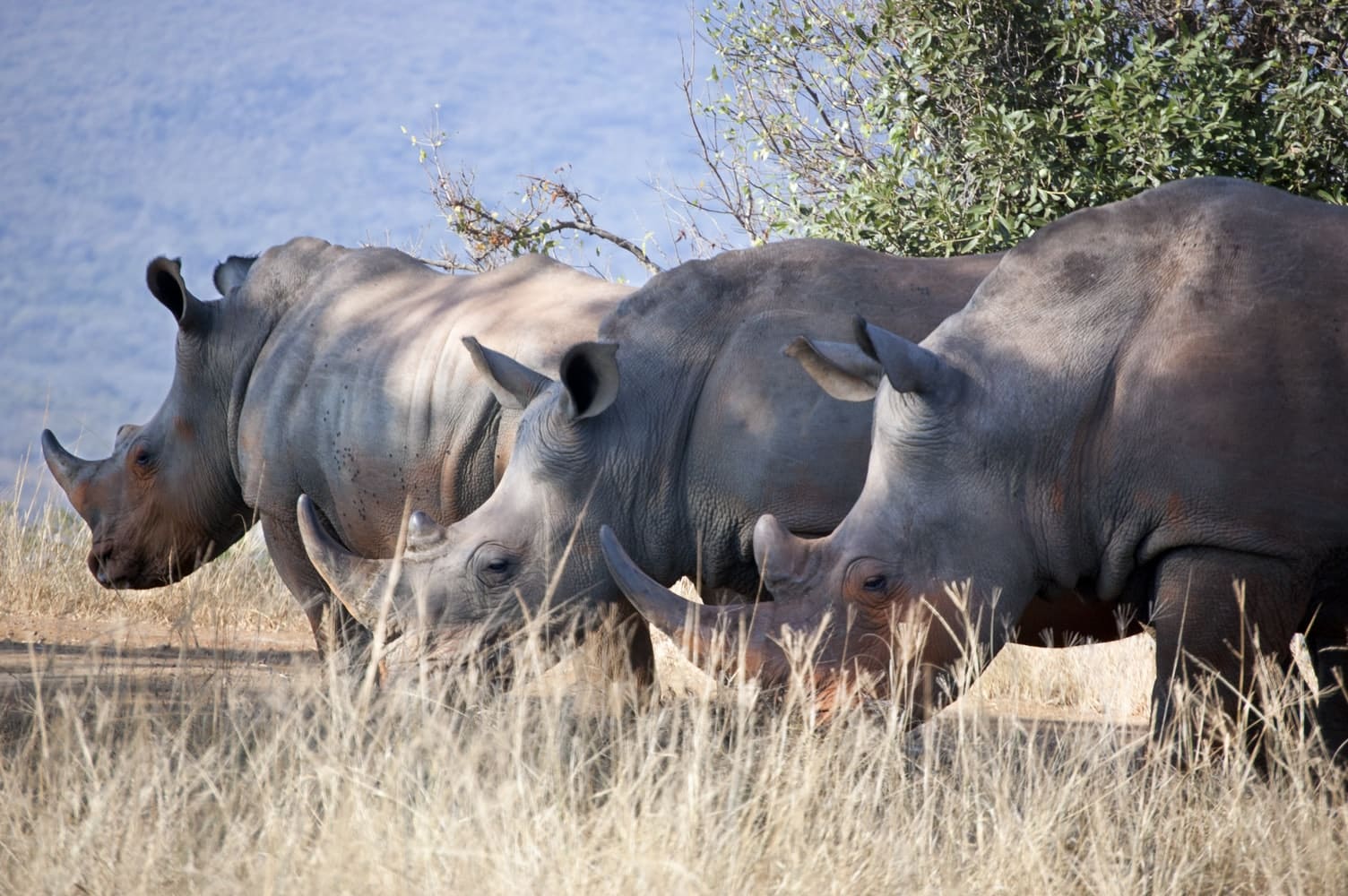 Qué ver en Sudáfrica - Las cinco grandes especies animales de África