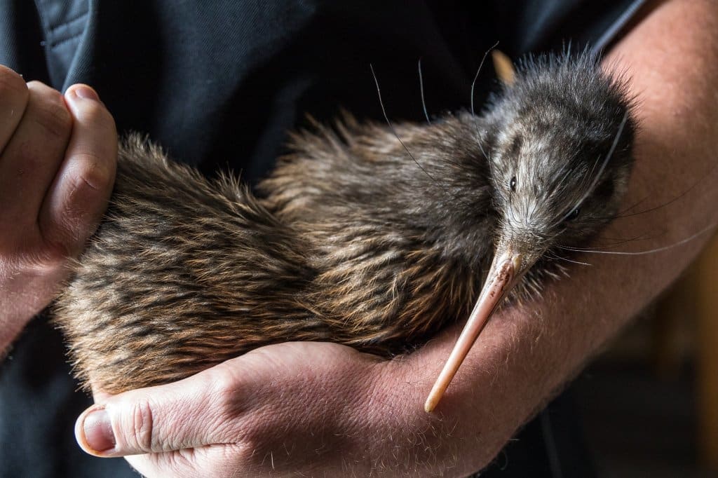 Maungatautari Sanctuary - Avistamiento de aves kiwi en Nueva Zelanda