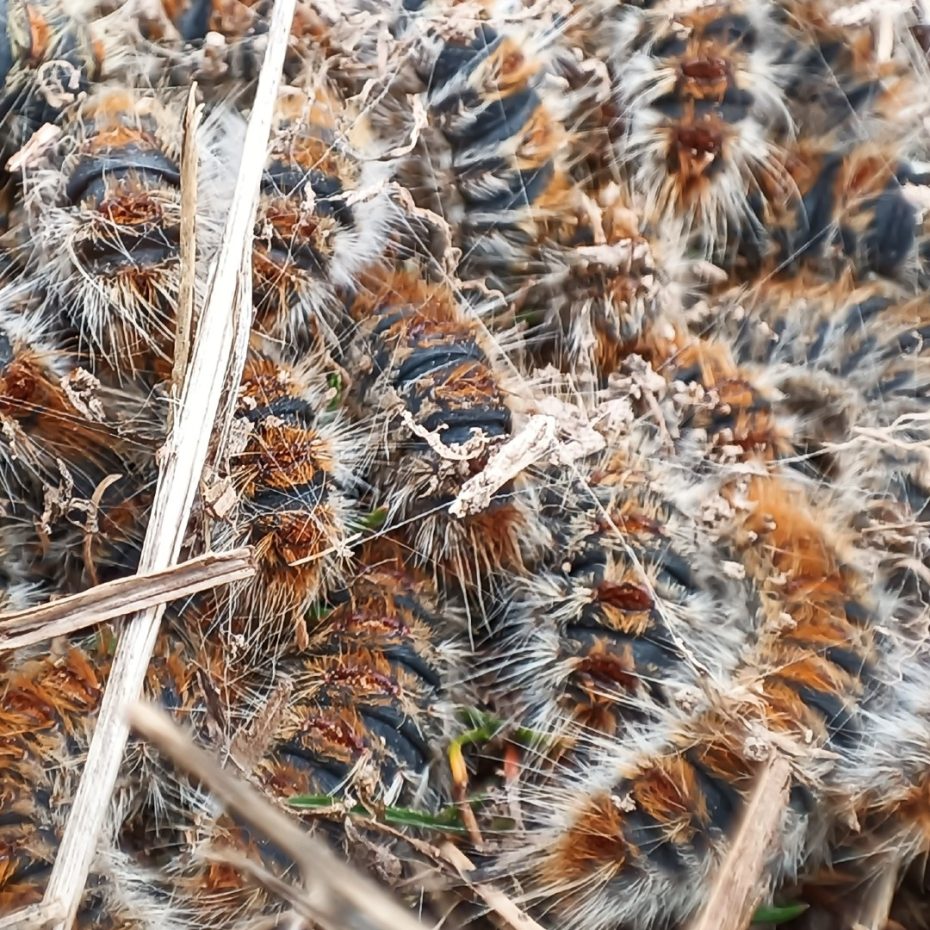 Processionary caterpillars (Thaumetopoea pityocampa)