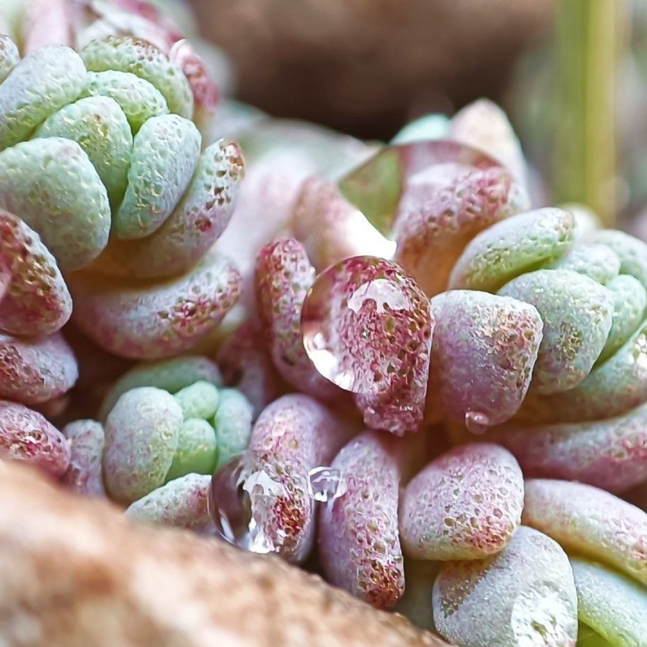 Rocío en las plantas suculentas que crecen en las rocas de Ciudad Encantada - Fotografía con macro