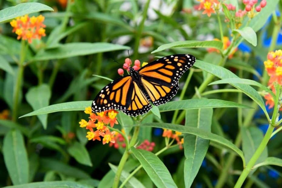 Butterfly Conservatory - Imperdibles de Niágara Falls, Canadá