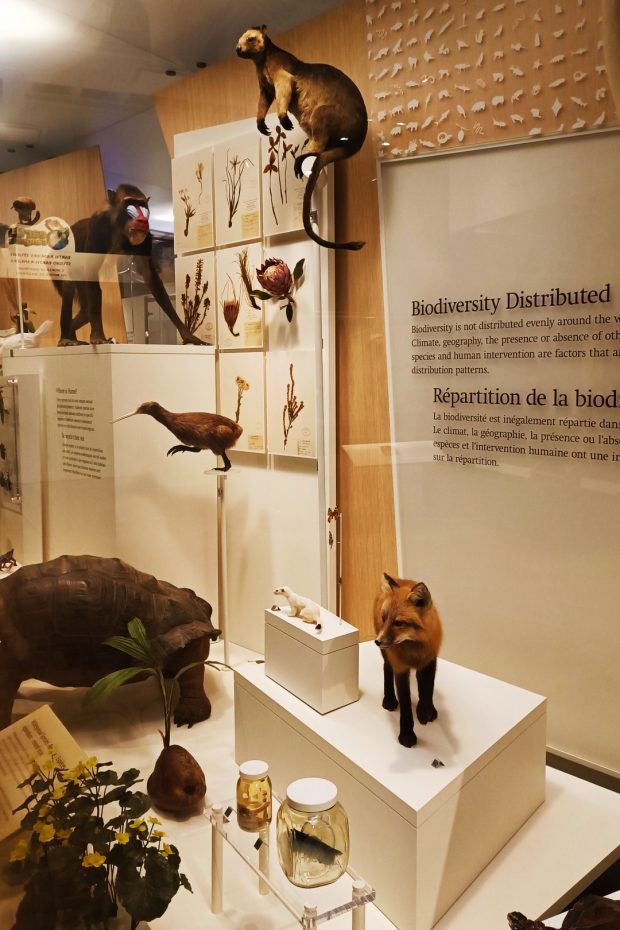 Colecciones sobre biodiversidad en el Museo Real de Ontario
