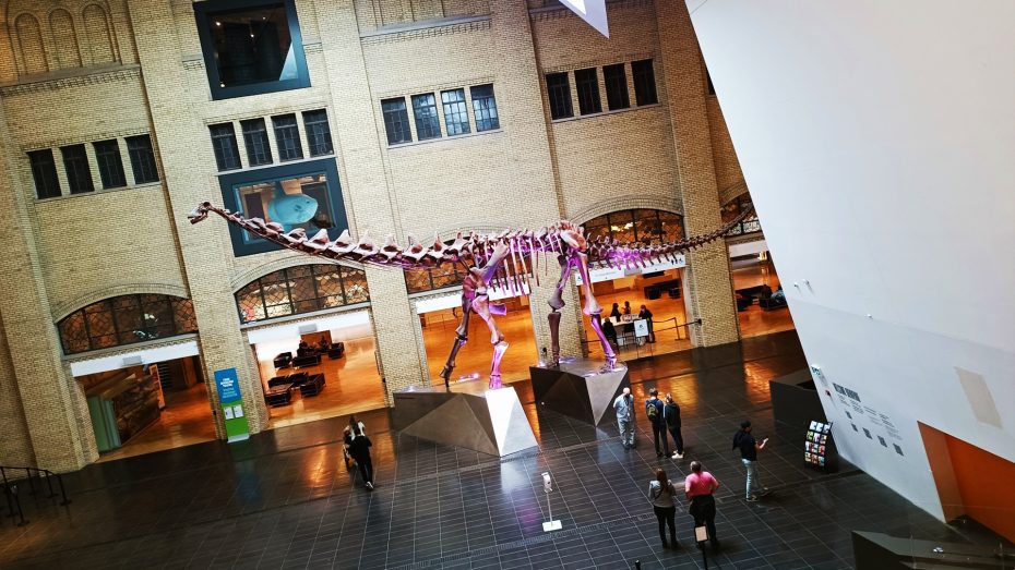 Fósil de dinosaurio en el lobby del ROM, Toronto