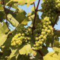 La región del Niágara es una de las zonas viticultoras de Canadá