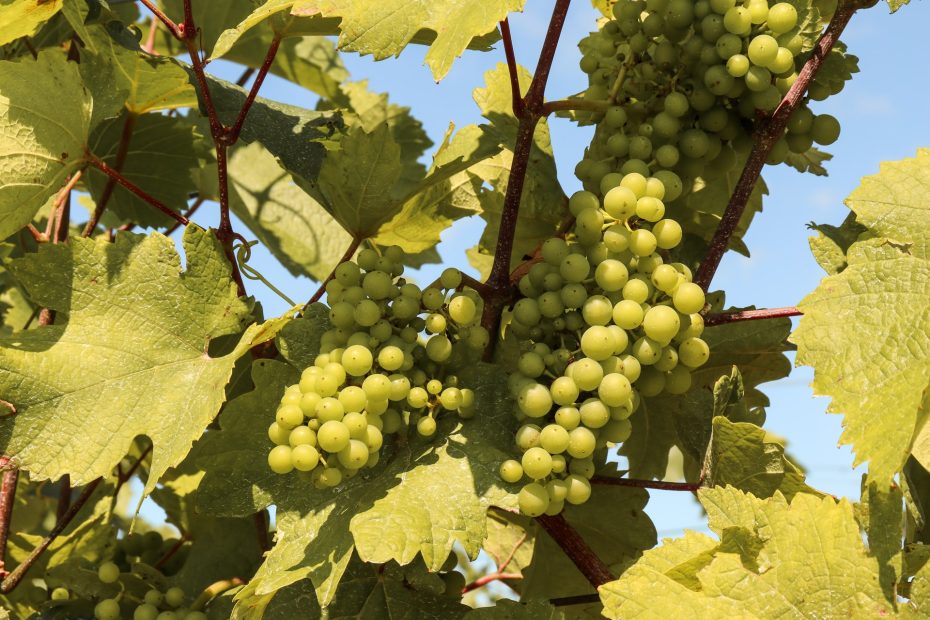La región del Niágara es una de las zonas viticultoras de Canadá
