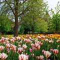Tulipanes en Major's Hill Park, Ottawa