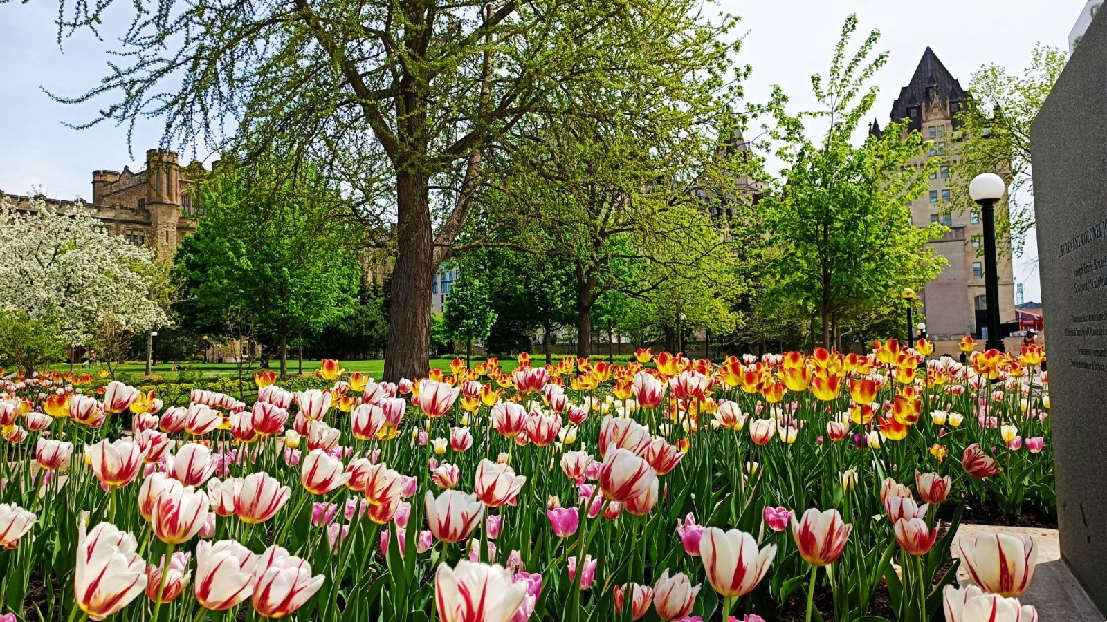 Tulipanes en Major's Hill Park, Ottawa