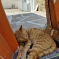 Un gatete relajándose en una Vespa en las callejuelas de Mykonos Town