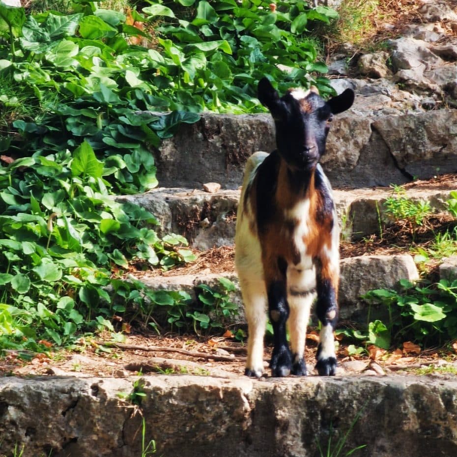 La zona de Villa Jovis está repleta de pequeñas y amistosas cabras