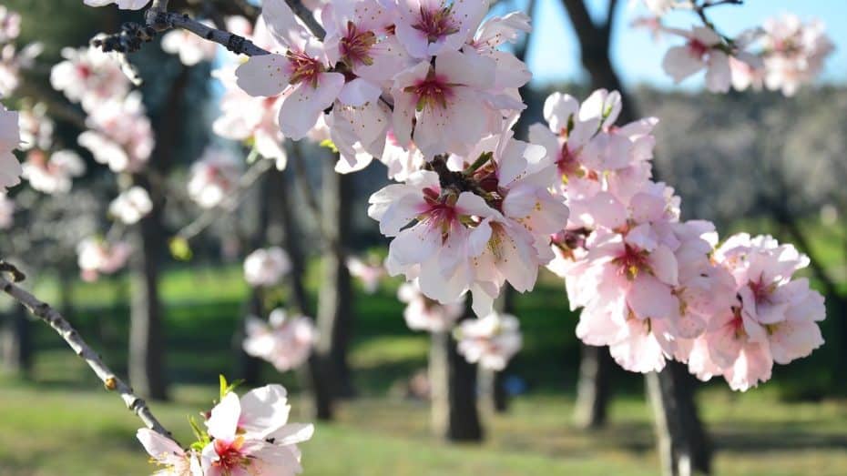 Almendro en flor - Quinta de los Molinos, uno de los mejores parques de Madrid