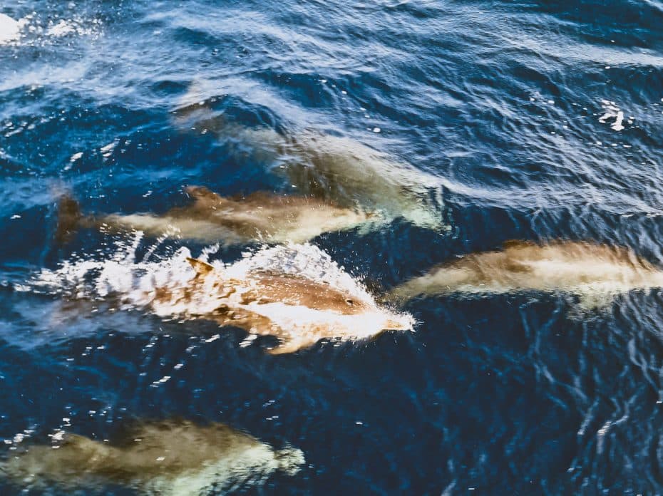Avistamiento de delfines en Lanzarote